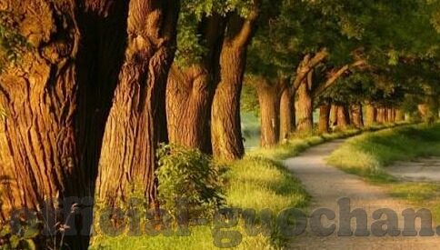 91麻豆网站-一篇关于网络安全的深度探讨，揭开91麻豆网站的背后